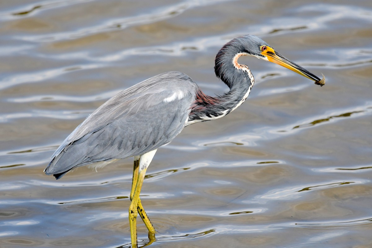 Tricolored Heron - ML642671189
