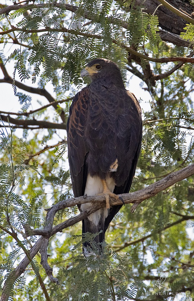 Harris's Hawk - ML642671190