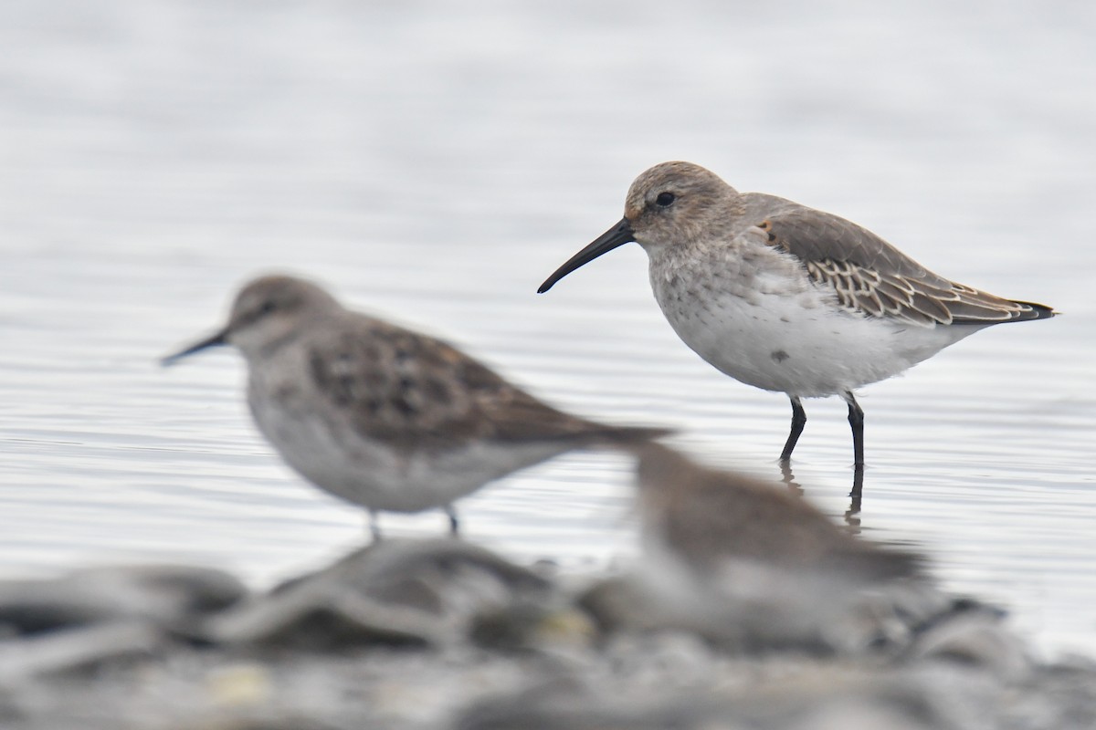 Dunlin - ML642671191