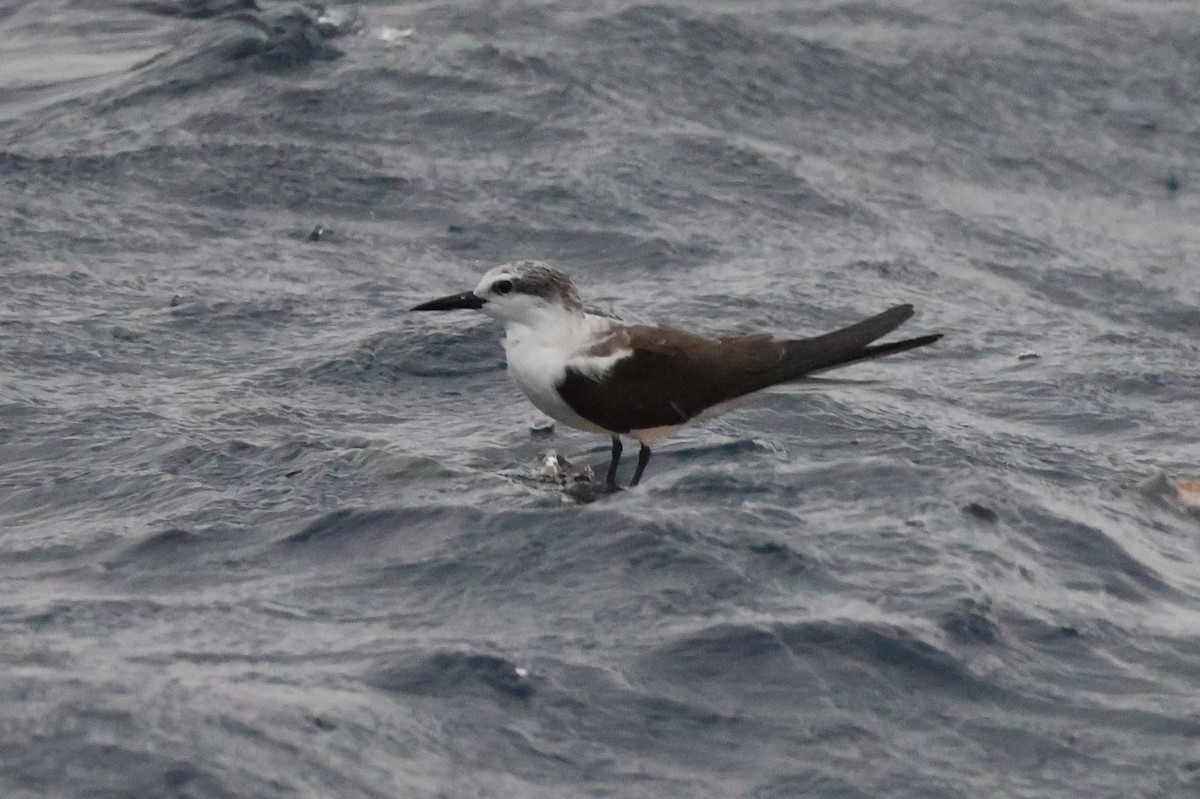 Bridled Tern - ML642671192