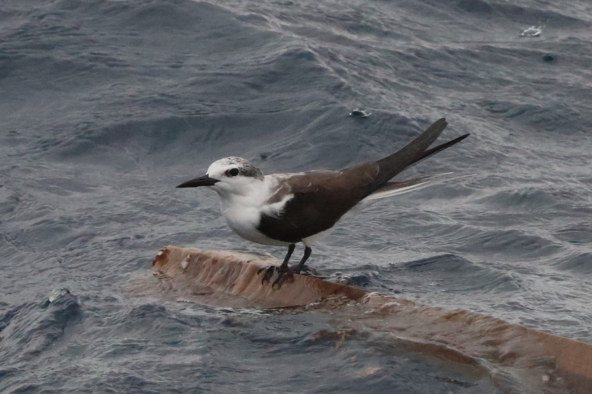 Bridled Tern - ML642671193