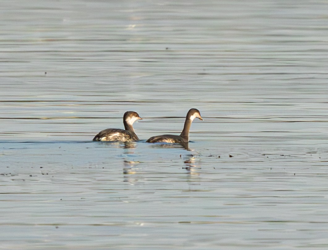 ミミカイツブリ - ML642671196