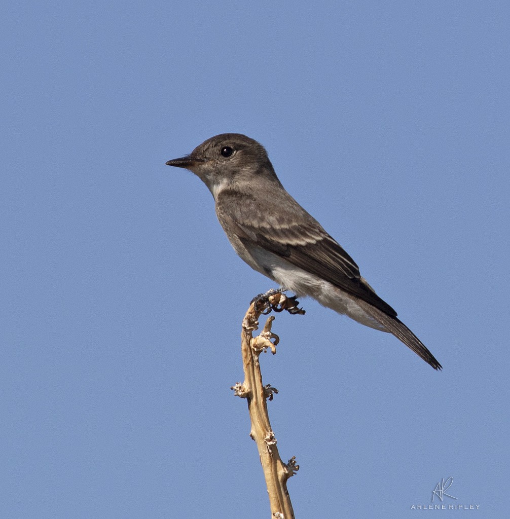 Western Wood-Pewee - ML642671217