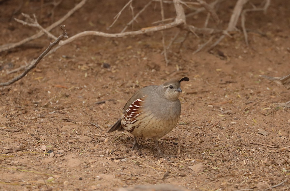 Gambel's Quail - ML642671219