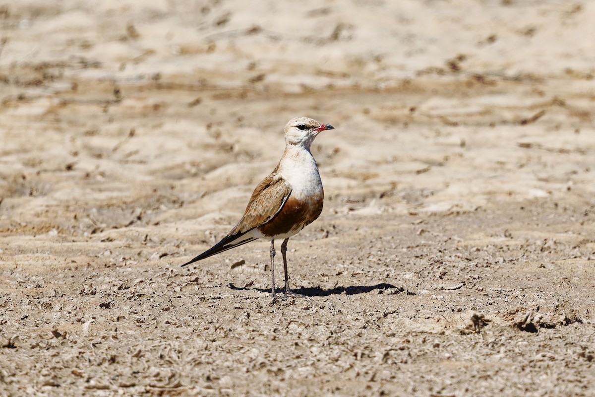 アシナガツバメチドリ - ML642671220
