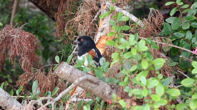 Spotted Towhee (oregonus Group) - ML642671235