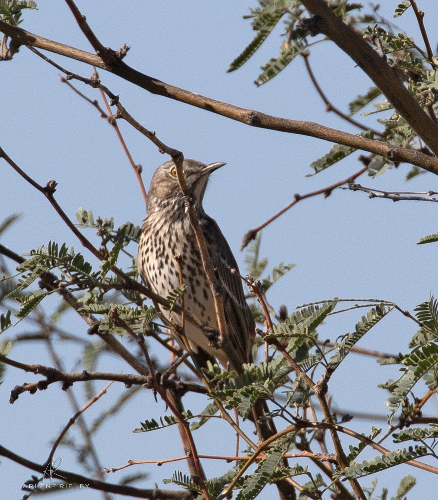 Sage Thrasher - ML642671238
