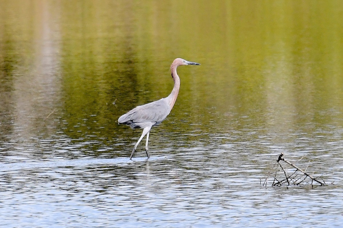 Reddish Egret - ML642671247