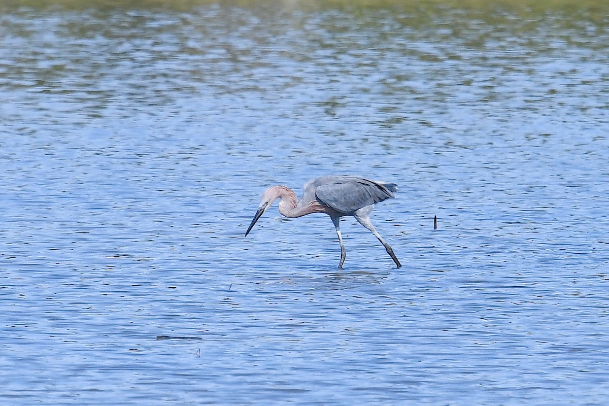 Reddish Egret - ML642671248
