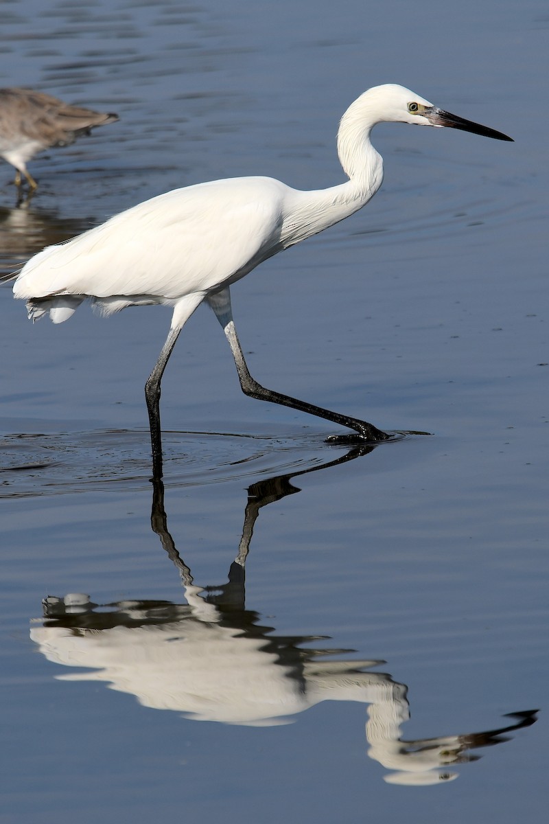 Reddish Egret - ML642671249