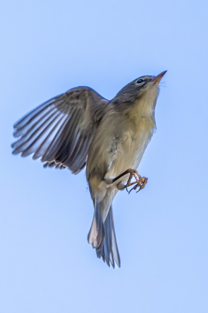Pine Warbler - ML642671250