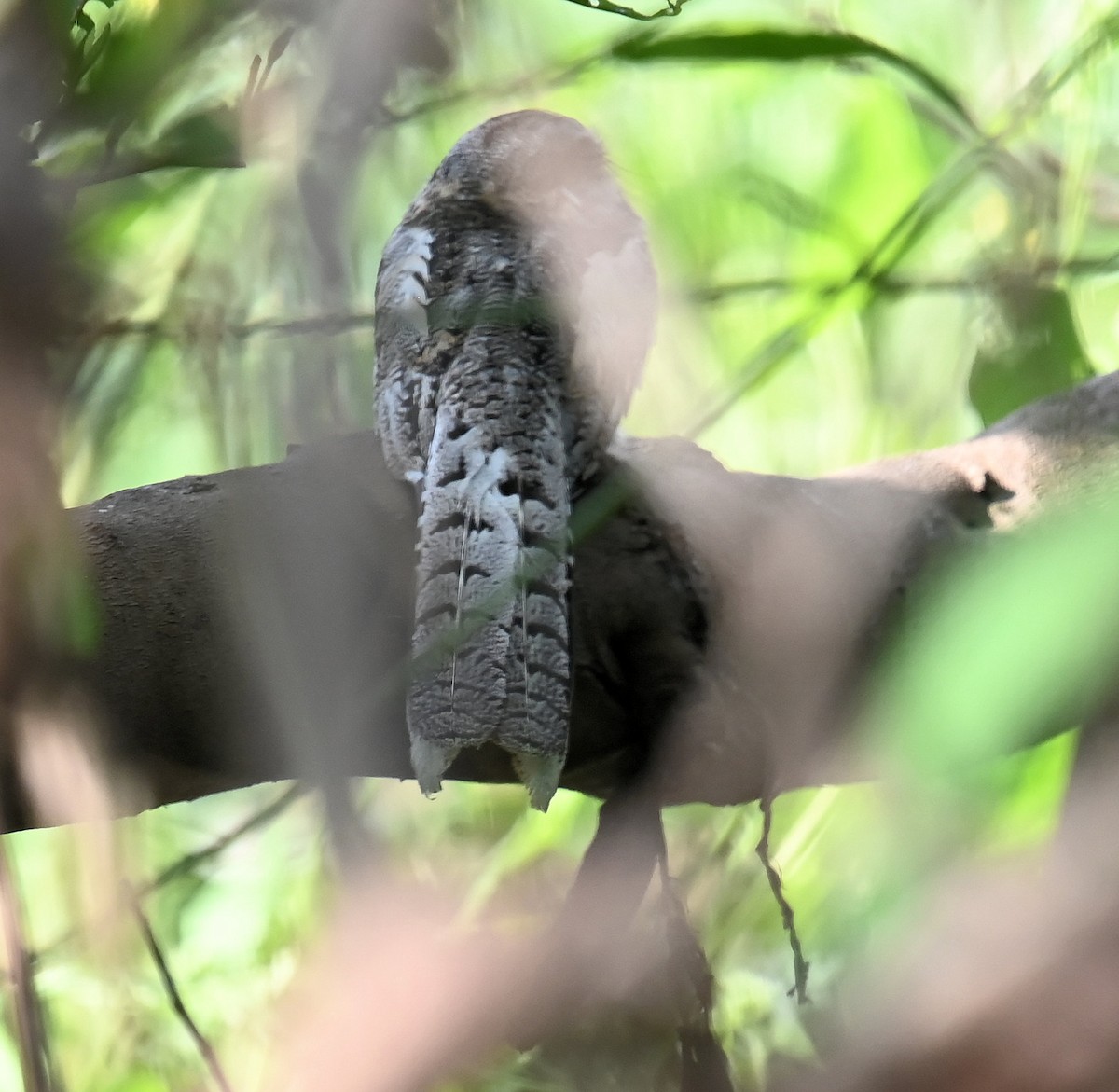 Ladder-tailed Nightjar - ML642671253