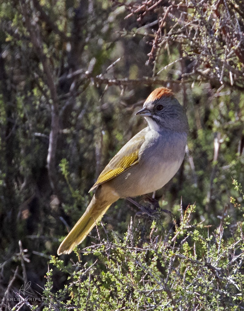 Green-tailed Towhee - ML642671254