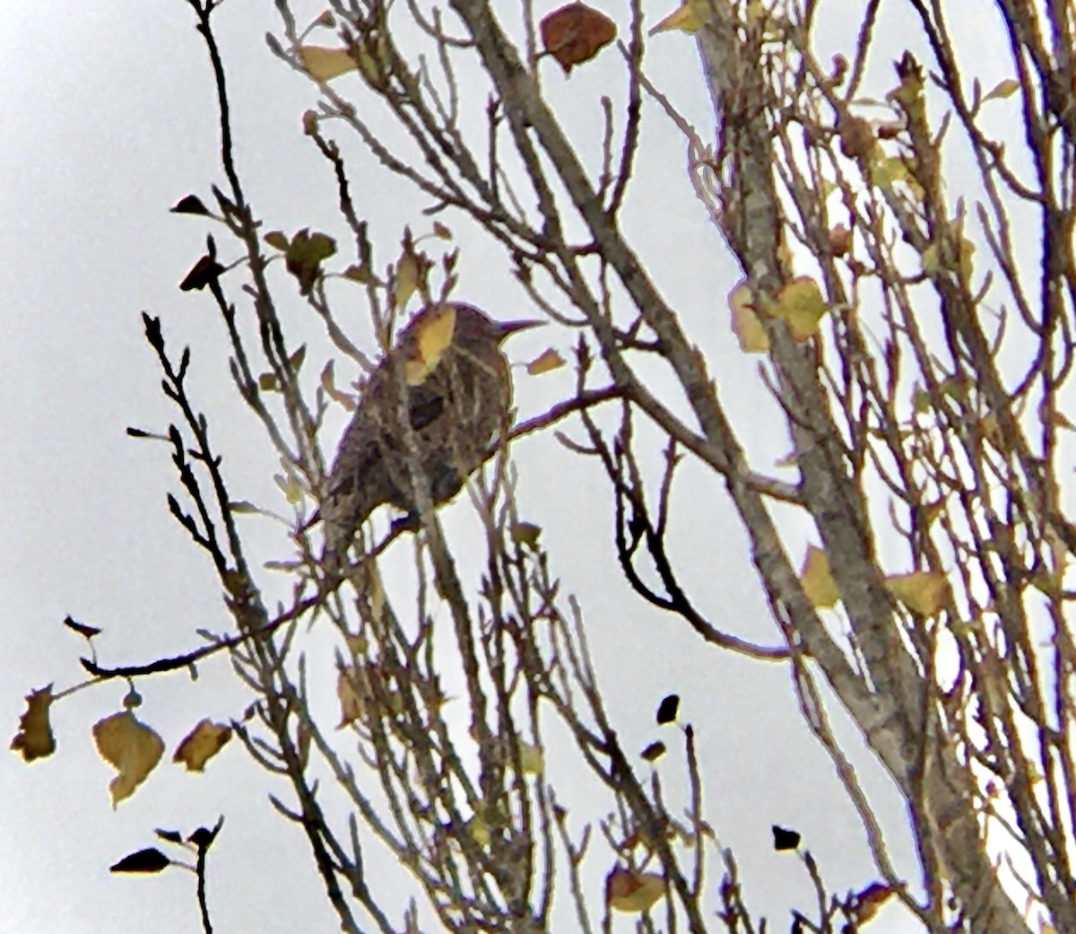 Northern Flicker - ML642671257