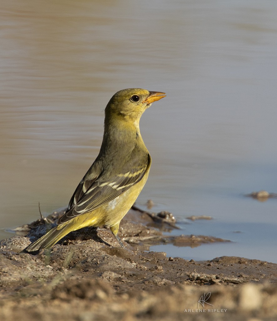 Western Tanager - ML642671259