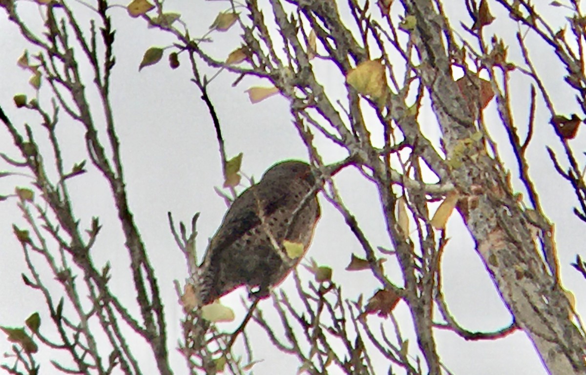 Northern Flicker - ML642671260