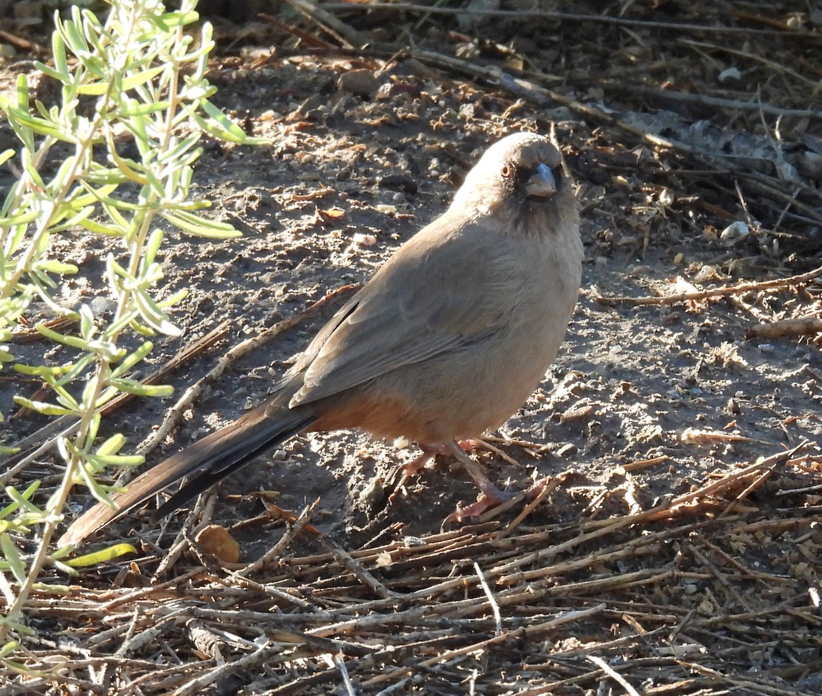Abert's Towhee - ML642671261