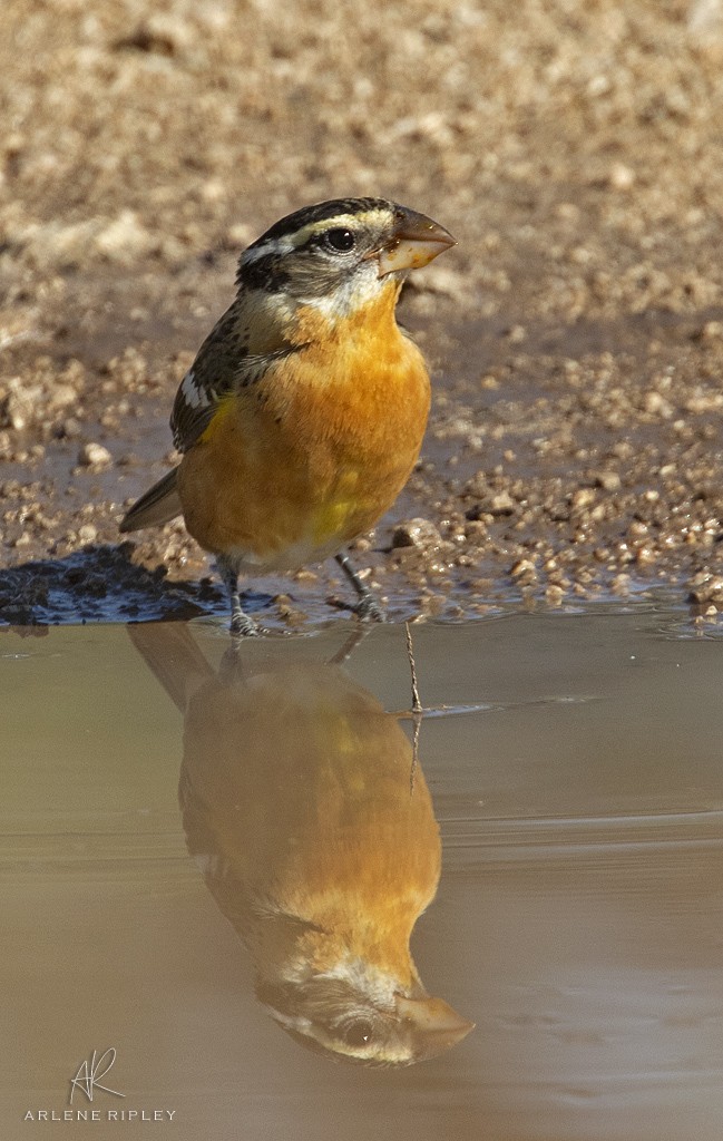 Black-headed Grosbeak - ML642671262