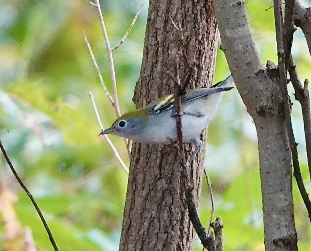 Chestnut-sided Warbler - ML642671263