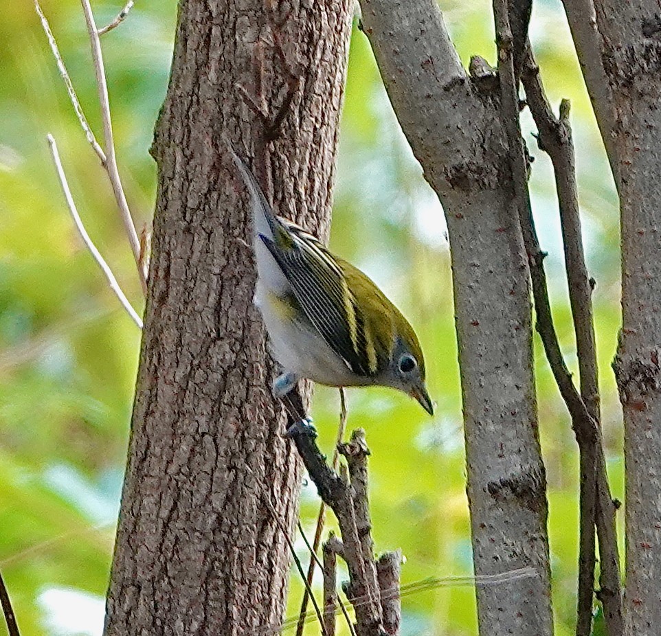 Chestnut-sided Warbler - ML642671264