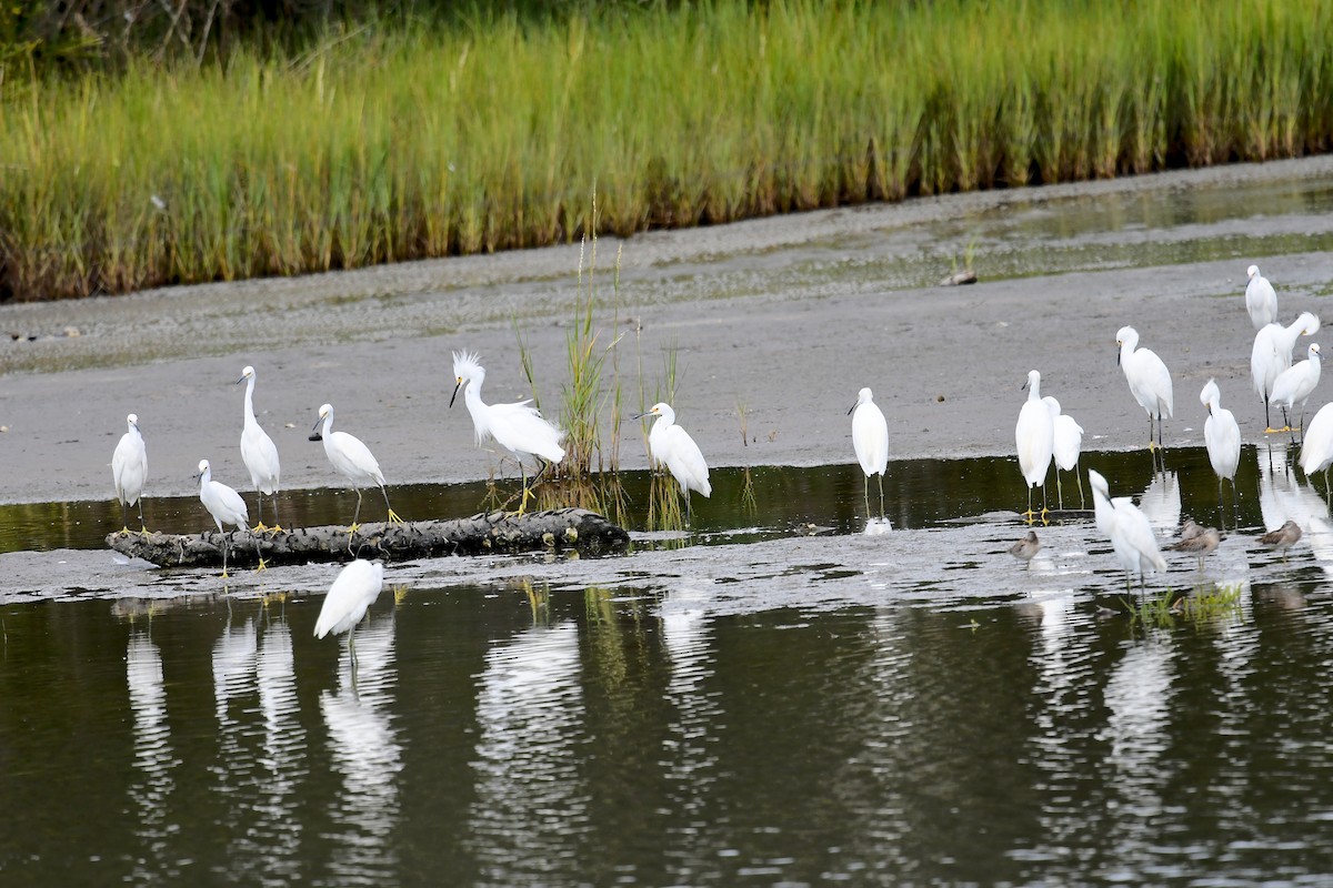 Snowy Egret - ML642671265