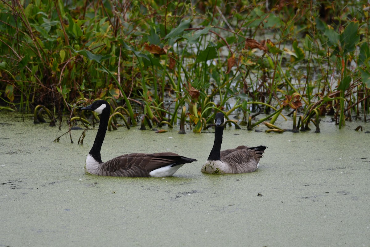 Branta kanadar handia - ML642671267