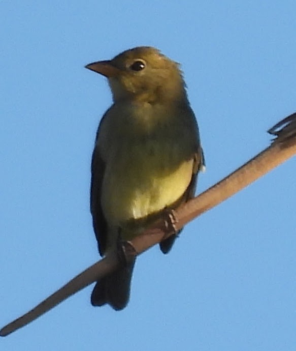Western Tanager - ML642671269
