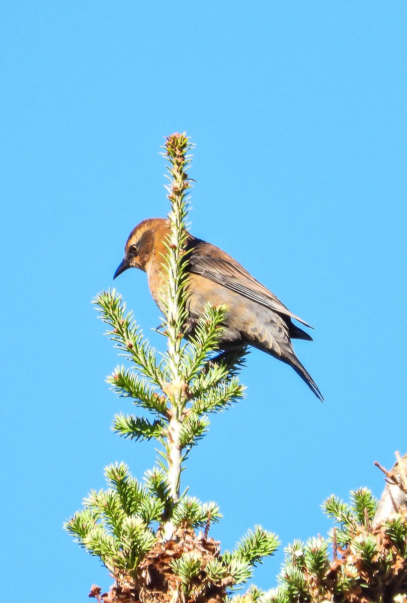 Rusty Blackbird - ML642671280