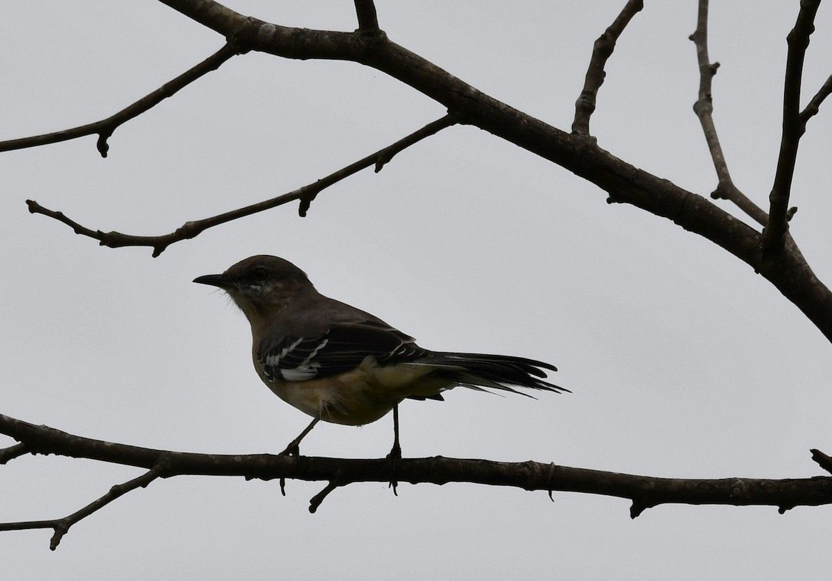 Northern Mockingbird - ML642671286
