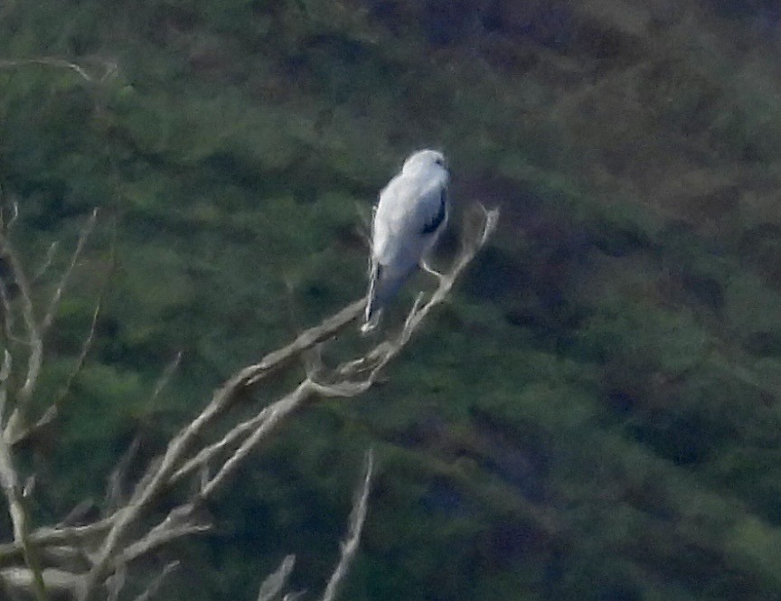White-tailed Kite - ML642671288