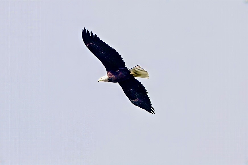 ハクトウワシ - ML642671292