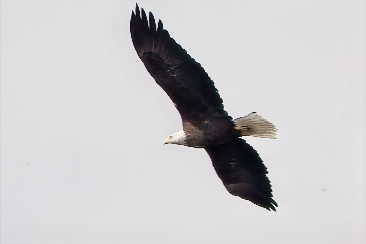 ハクトウワシ - ML642671293