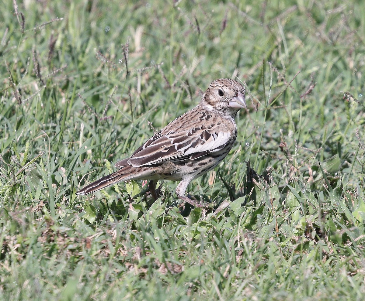Lark Bunting - ML642671295