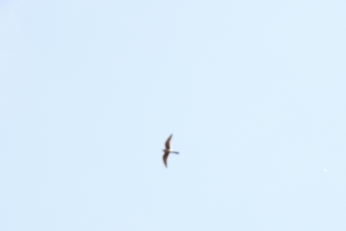 American Kestrel - ML642671301