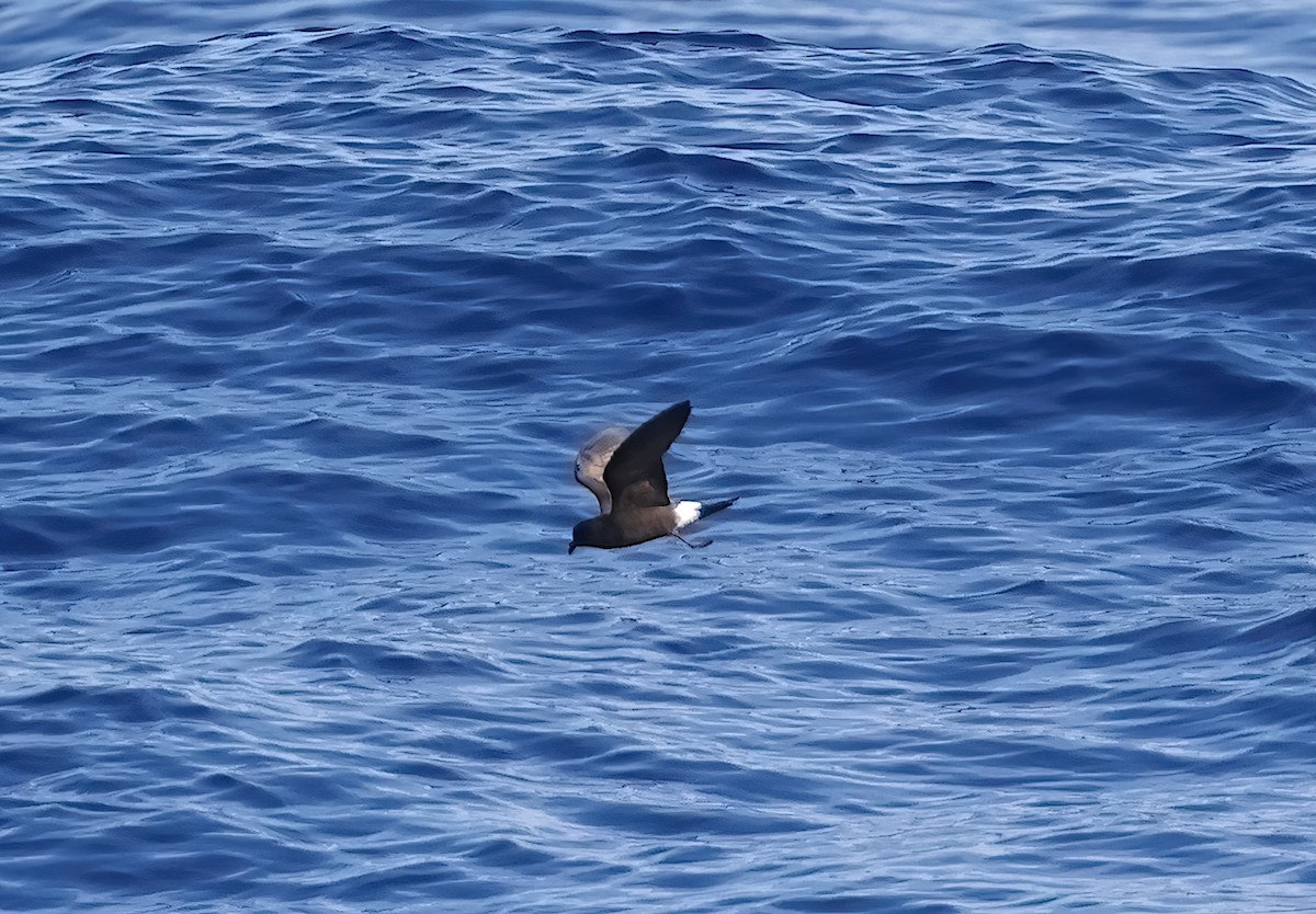 Band-rumped Storm-Petrel - ML642671305