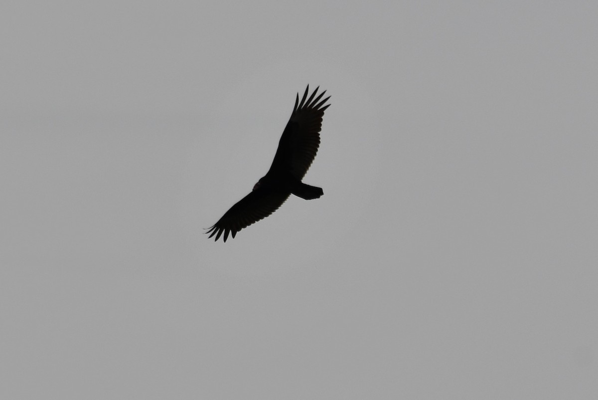 Turkey Vulture - ML642671314