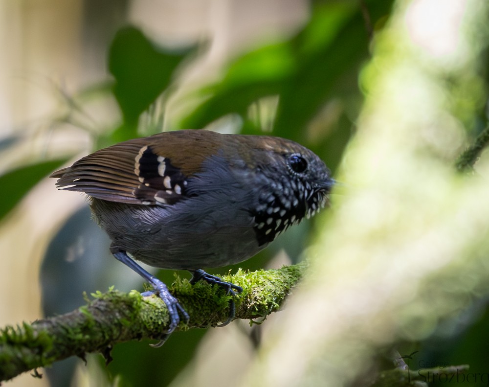 Star-throated Antwren - ML642671316