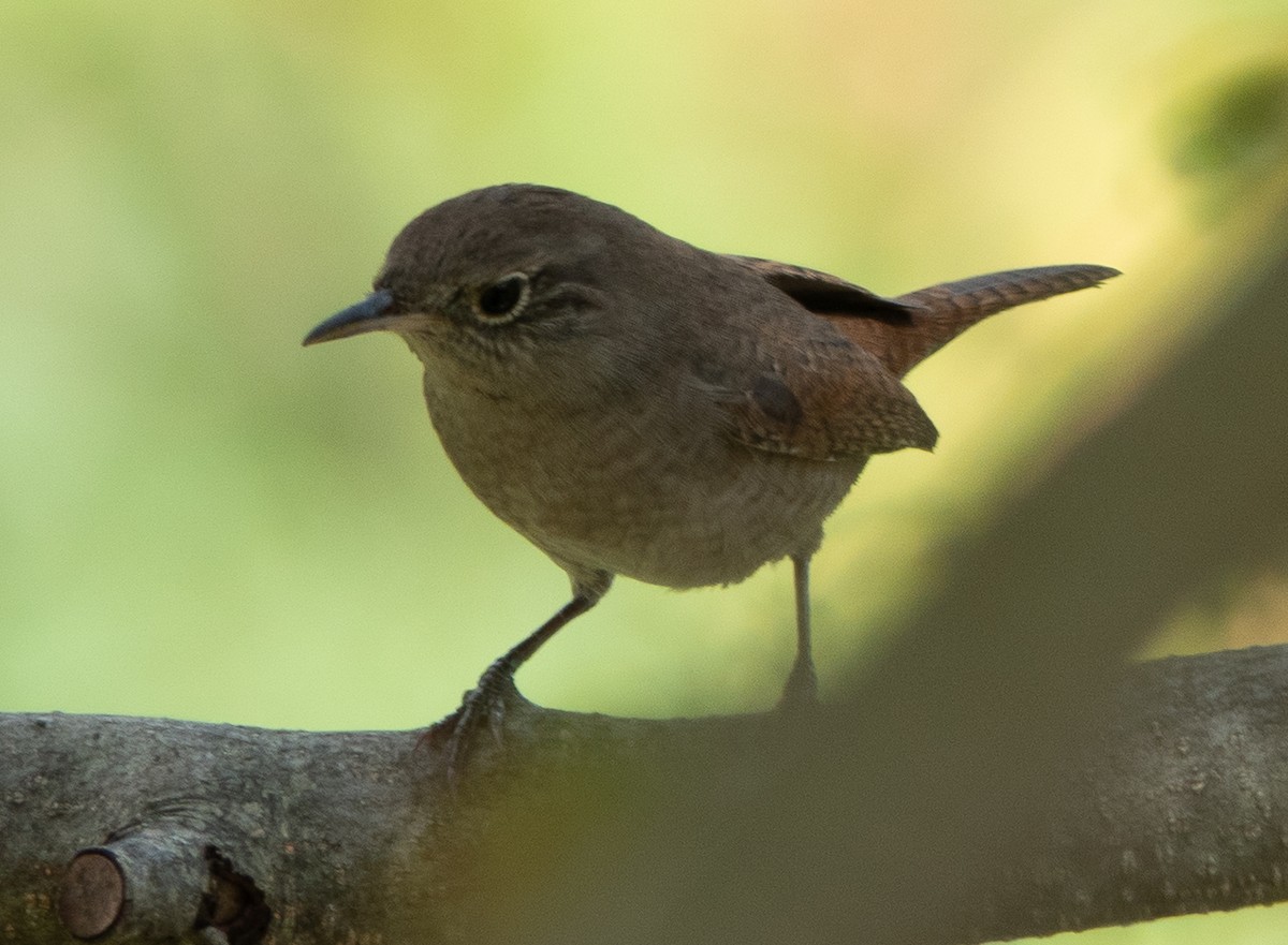 Northern House Wren - ML642671323