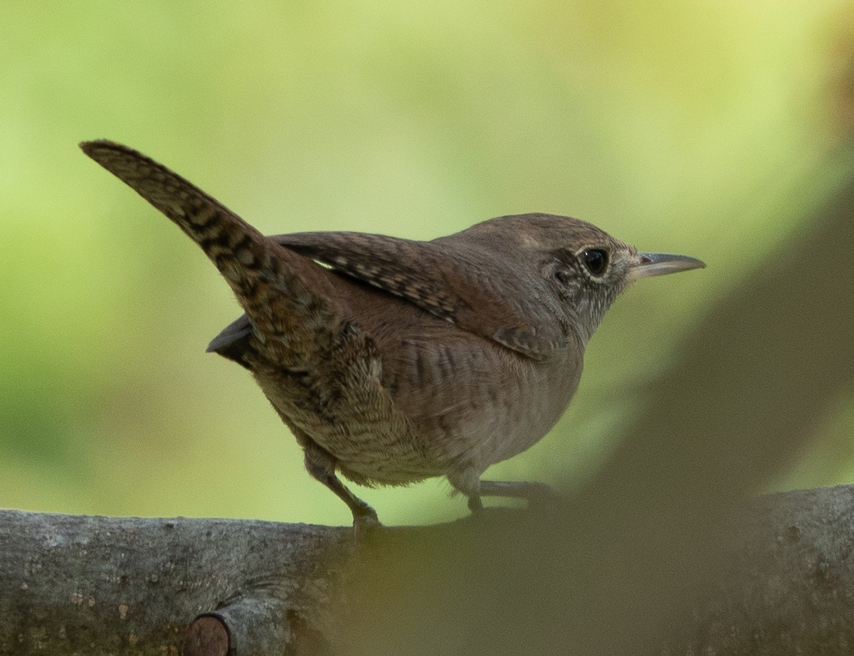Northern House Wren - ML642671324