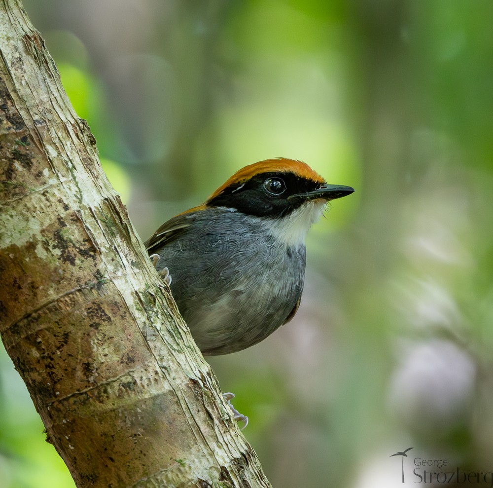 Black-cheeked Gnateater - ML642671329