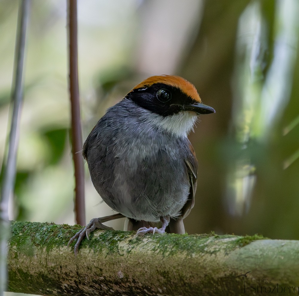 Black-cheeked Gnateater - ML642671330