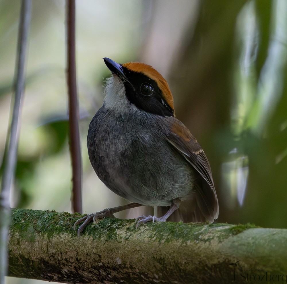 Black-cheeked Gnateater - ML642671331