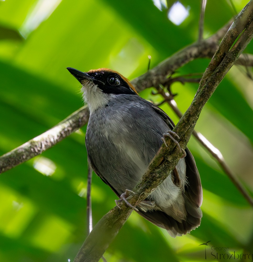 Black-cheeked Gnateater - ML642671332