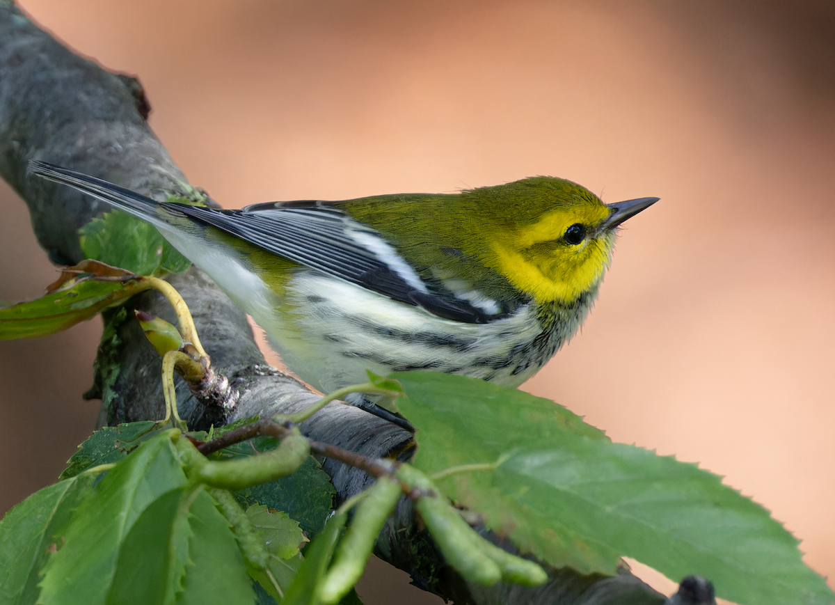 Black-throated Green Warbler - ML642671333