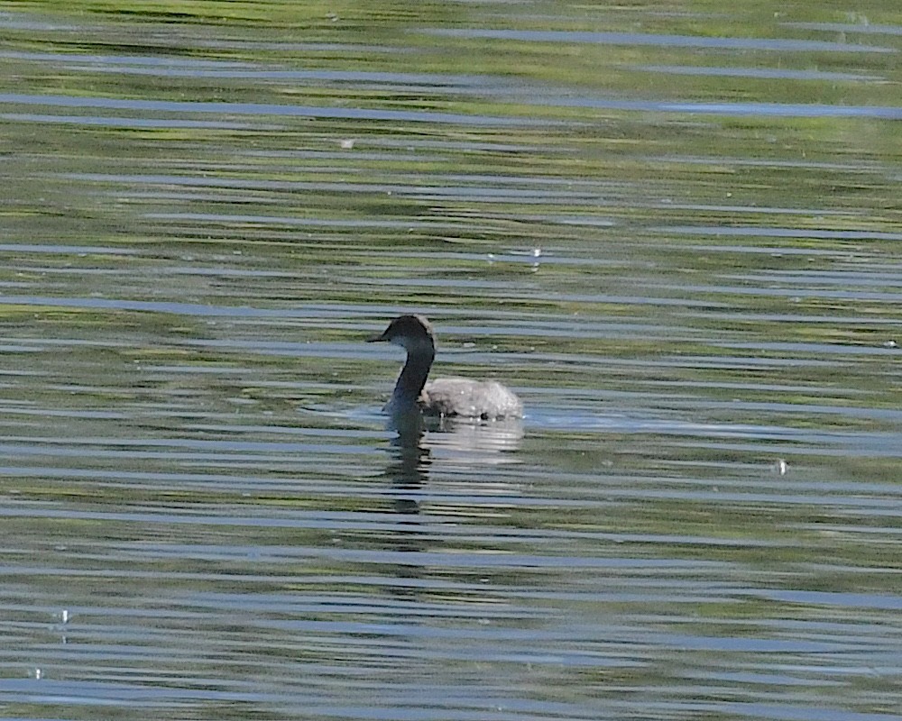 potápka černokrká - ML642671348
