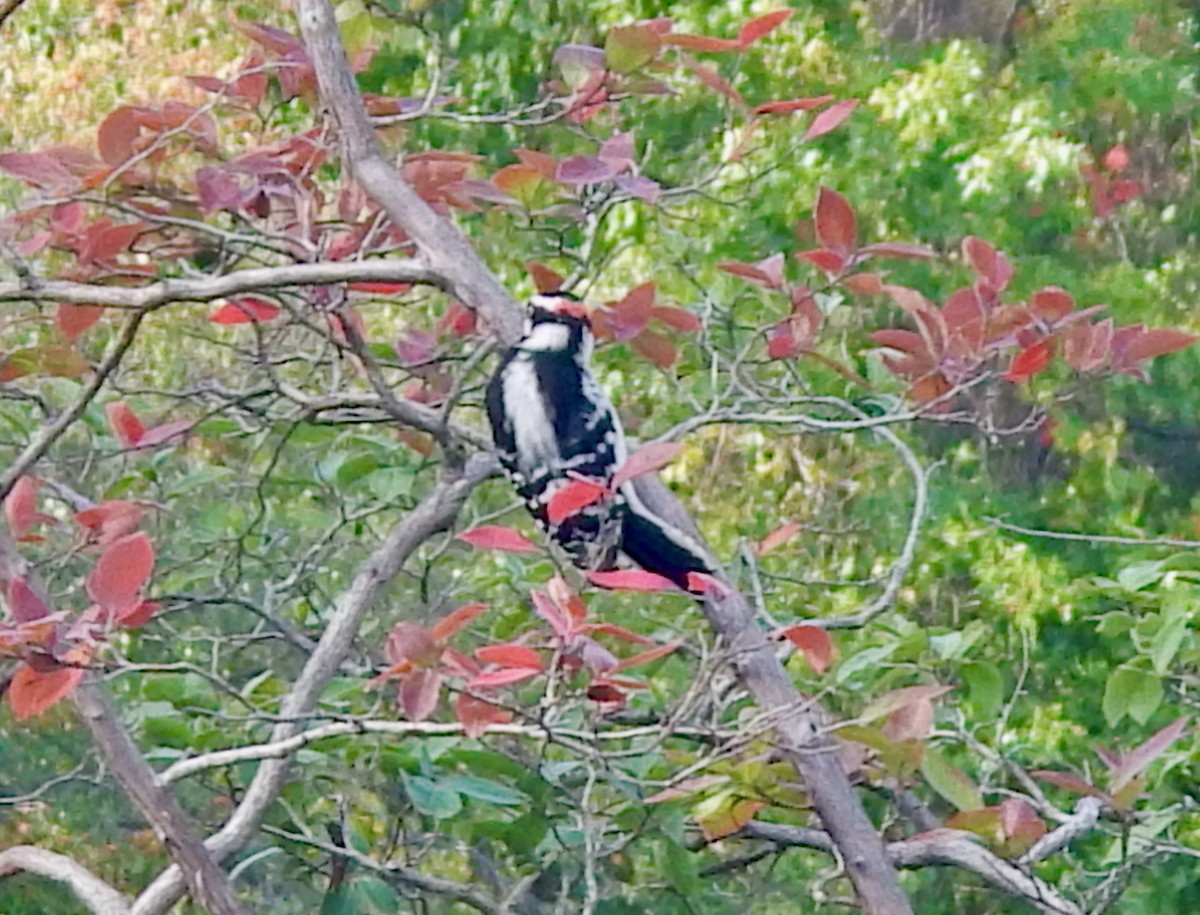 Downy Woodpecker (Eastern) - ML642671351