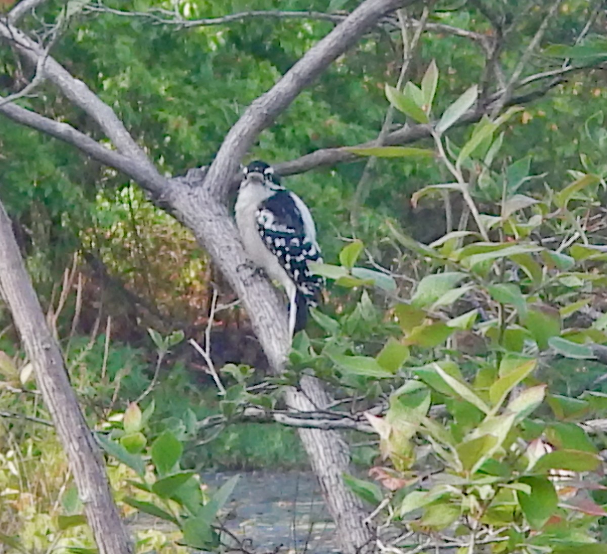 Downy Woodpecker (Eastern) - ML642671352