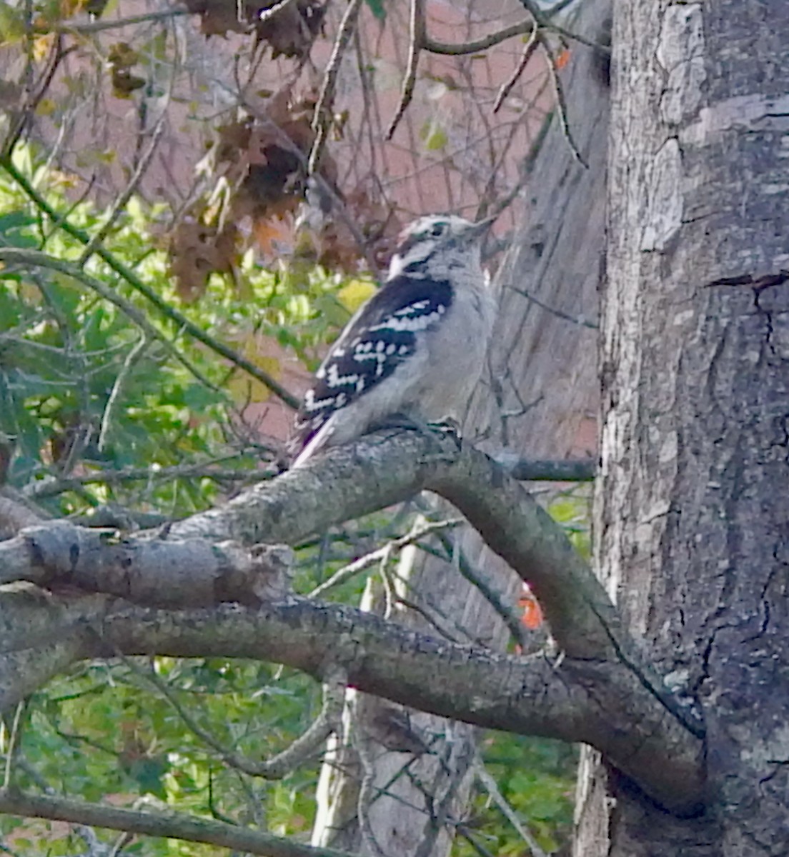 Downy Woodpecker (Eastern) - ML642671353