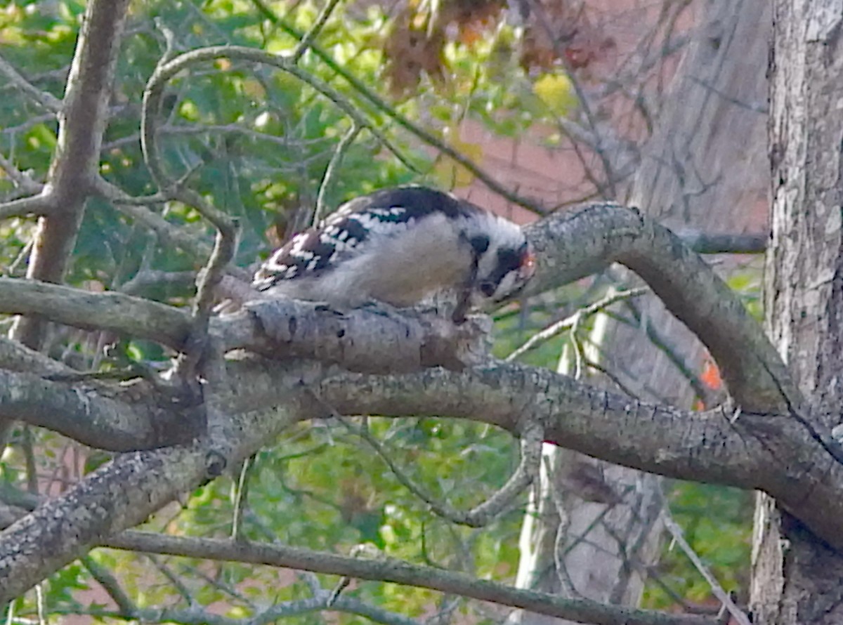 Downy Woodpecker (Eastern) - ML642671354