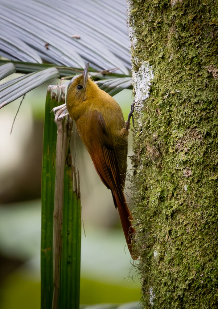 Olivaceous Woodcreeper - ML642671360